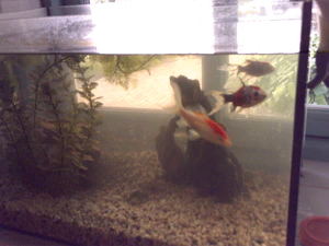 1600x1200 willekeurig 25