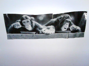 1600x1200 monkeys mxe 60 addon flash