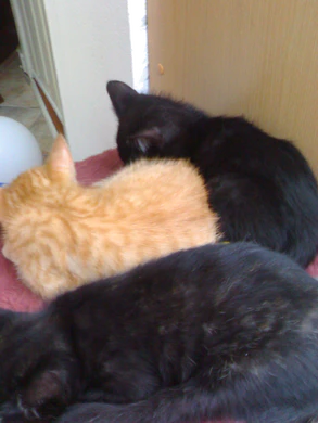 1600x1200 n70 v3x 03