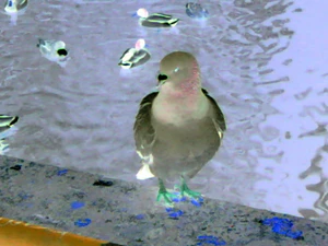 1600x1200 negatief zoom