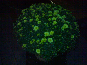 1600x1200 nightmode flash