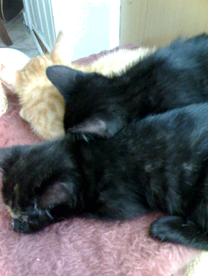 1600x1200 v3x n70 03