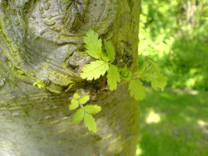 1632x1224 diverse 06