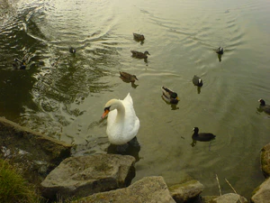 1632x1224 diverse 07