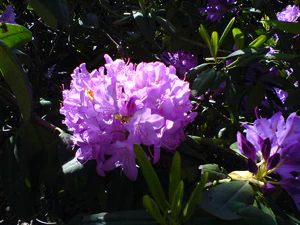 1632x1224 diverse 07