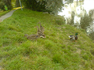 1632x1224 diverse 08