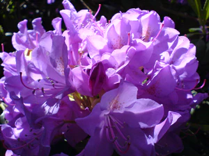 1632x1224 diverse 08