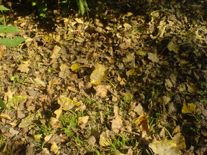 1632x1224 diverse 09