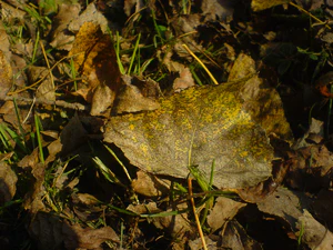 1632x1224 diverse 10