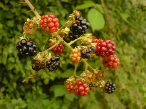 1632x1224 diverse 14