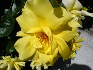 1632x1224 fijn metmacro 001