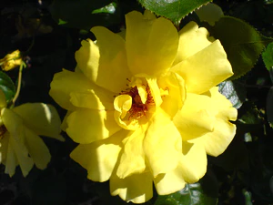 1632x1224 fijn metmacro 002