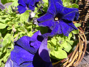 1632x1224 fijn metmacro 003