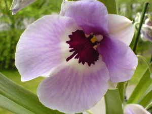 1632x1224 fijn metmacro 04