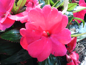 2048x1536 comparison k800iN93 Nokia n93 02