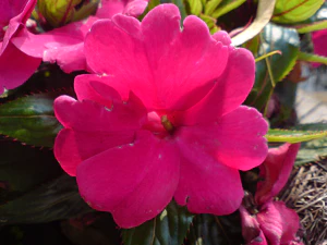 2048x1536 comparison k800in93 Sony Ericsson k800i 02