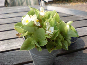 2048x1536 comparison K800in93 Sony Ericsson k800i 04