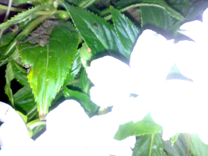 2048x1536 flash macro 01