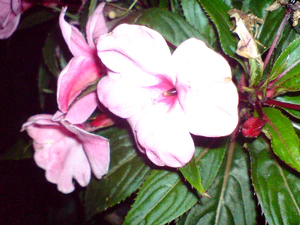 2048x1536 flash macro 01