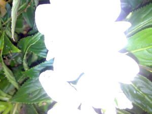 2048x1536 flash macro 02