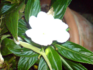 2048x1536 flash macro 02