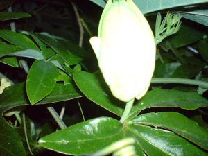 2048x1536 flash macro 03