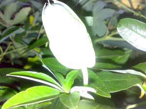 2048x1536 flash macro 03