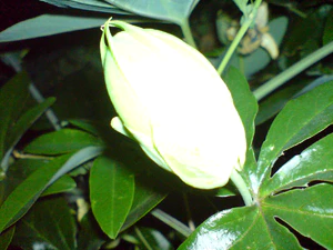 2048x1536 flash macro 04