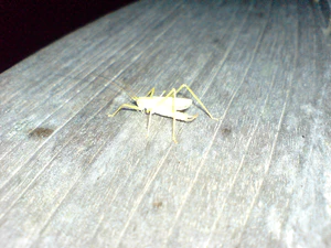 2048x1536 flash macro 05