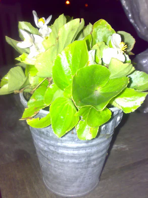 2048x1536 flash macro 05