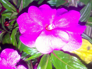 2048x1536 flash macro 07