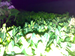 2048x1536 flash macro 09