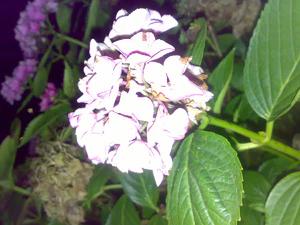 2048x1536 flash macro 10