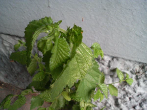 2048x1536 willekeurig 10