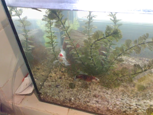 2048x1536 slumpmässig 19