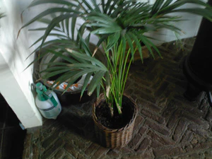 2048x1536 willekeurig 20