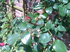 2048x1536 willekeurig 21