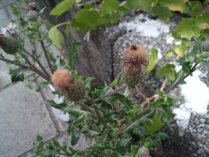 2048x1536 willekeurig 25