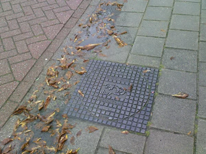 2048x1536 willekeurig 26