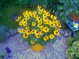 256x192 hoog 1xzoom