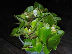 2592x1944 flash macro 01