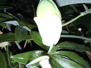 2592x1944 flash macro 02