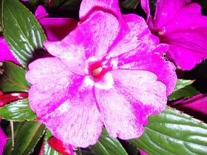 2592x1944 flash macro 03