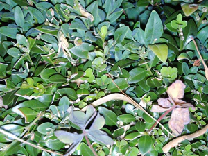 2592x1944 flash macro 06