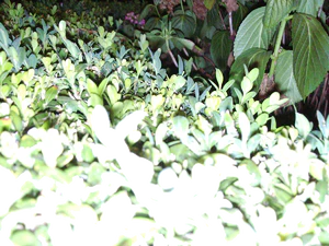 2592x1944 flash macro 07