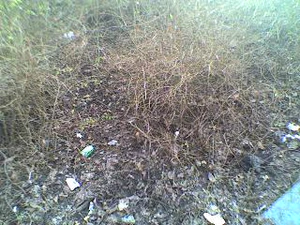 320x240 copertina frontale