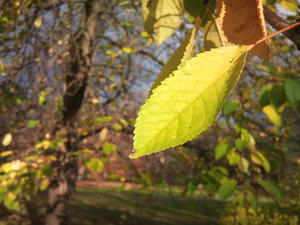 3264x2448 Daglicht49