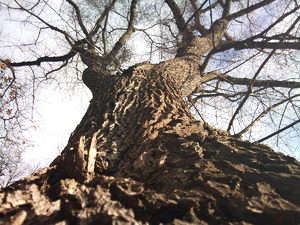 3264x2448 Daglicht52