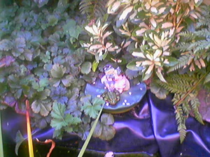 512x384 hoogwaardig 2xzoom