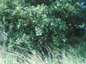 640x480 basic 1xzoom buiten 01